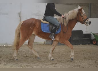 Haflinger / Avelignese, Giumenta, 5 Anni, 153 cm, Sauro