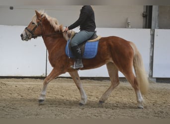 Haflinger / Avelignese, Giumenta, 5 Anni, 153 cm, Sauro