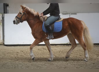 Haflinger / Avelignese, Giumenta, 5 Anni, 153 cm, Sauro