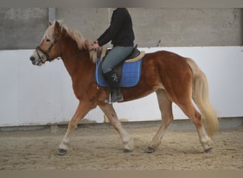 Haflinger / Avelignese, Giumenta, 5 Anni, 153 cm, Sauro