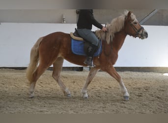 Haflinger / Avelignese, Giumenta, 5 Anni, 153 cm, Sauro