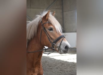 Haflinger / Avelignese, Giumenta, 5 Anni, 153 cm, Sauro