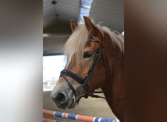 Haflinger / Avelignese, Giumenta, 5 Anni, 153 cm, Sauro