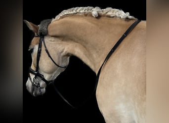 Haflinger / Avelignese, Giumenta, 5 Anni, 154 cm