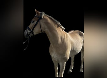 Haflinger / Avelignese, Giumenta, 5 Anni, 154 cm