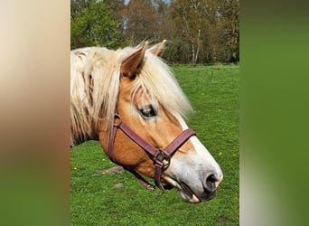 Haflinger / Avelignese, Giumenta, 5 Anni, 154 cm, Sauro