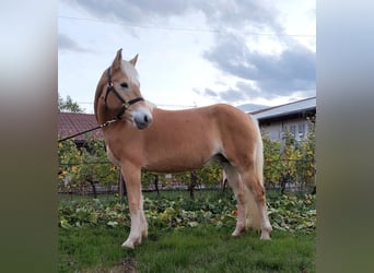 Haflinger / Avelignese, Giumenta, 5 Anni, 157 cm, Sauro