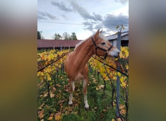 Haflinger / Avelignese, Giumenta, 5 Anni, 157 cm, Sauro