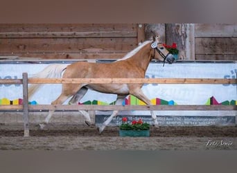 Haflinger / Avelignese, Giumenta, 5 Anni, 157 cm, Sauro