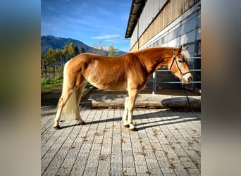Haflinger / Avelignese, Giumenta, 5 Anni