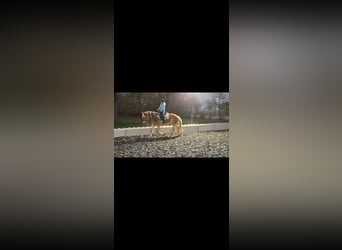 Haflinger / Avelignese, Giumenta, 6 Anni, 150 cm