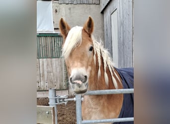 Haflinger / Avelignese, Giumenta, 6 Anni, 150 cm