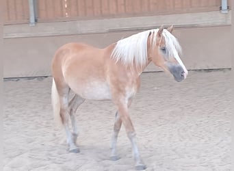 Haflinger / Avelignese, Giumenta, 6 Anni, 153 cm, Sauro