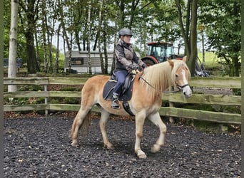 Haflinger / Avelignese, Giumenta, 6 Anni, 153 cm, Sauro