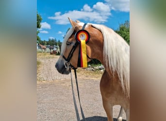 Haflinger / Avelignese, Giumenta, 6 Anni, 154 cm, Sauro