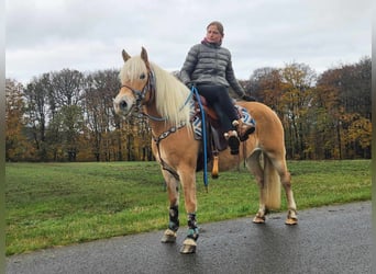 Haflinger / Avelignese, Giumenta, 7 Anni, 145 cm, Sauro