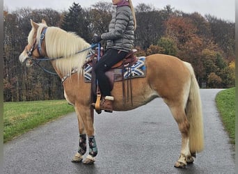 Haflinger / Avelignese, Giumenta, 7 Anni, 145 cm, Sauro