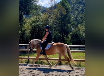 Haflinger / Avelignese, Giumenta, 7 Anni, 146 cm, Sauro