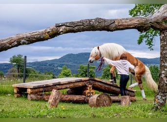 Haflinger / Avelignese, Giumenta, 7 Anni, 146 cm, Sauro