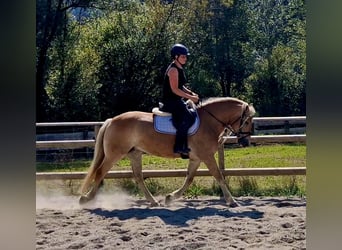 Haflinger / Avelignese, Giumenta, 7 Anni, 146 cm, Sauro