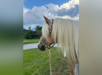 Haflinger / Avelignese, Giumenta, 7 Anni, 146 cm, Sauro