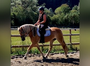 Haflinger / Avelignese, Giumenta, 7 Anni, 146 cm, Sauro