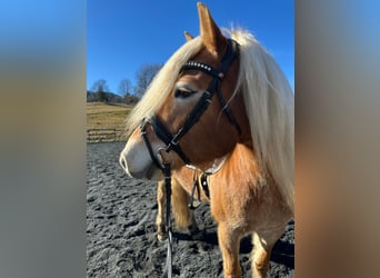 Haflinger / Avelignese, Giumenta, 7 Anni, 146 cm, Sauro