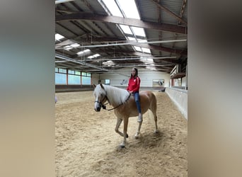 Haflinger / Avelignese, Giumenta, 7 Anni, 148 cm, Sauro