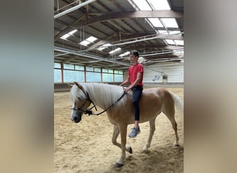 Haflinger / Avelignese, Giumenta, 7 Anni, 148 cm, Sauro