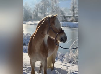 Haflinger / Avelignese, Giumenta, 7 Anni, 148 cm, Sauro