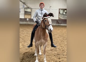 Haflinger / Avelignese, Giumenta, 7 Anni, 148 cm, Sauro