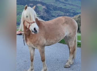 Haflinger / Avelignese, Giumenta, 7 Anni, 150 cm, Sauro