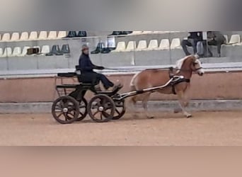 Haflinger / Avelignese, Giumenta, 7 Anni, 150 cm, Sauro