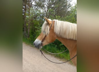 Haflinger / Avelignese, Giumenta, 7 Anni, 152 cm, Falbo baio