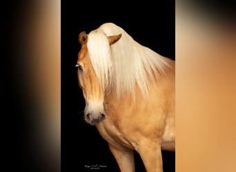 Haflinger / Avelignese, Giumenta, 7 Anni, 152 cm, Sauro