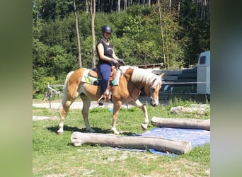 Haflinger / Avelignese, Giumenta, 7 Anni, 152 cm, Sauro