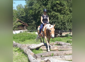 Haflinger / Avelignese, Giumenta, 7 Anni, 152 cm, Sauro