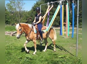 Haflinger / Avelignese, Giumenta, 7 Anni, 152 cm, Sauro