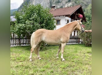 Haflinger / Avelignese, Giumenta, 7 Anni