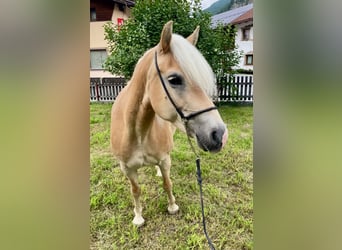 Haflinger / Avelignese, Giumenta, 7 Anni