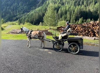 Haflinger / Avelignese, Giumenta, 7 Anni