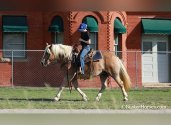 Haflinger / Avelignese, Giumenta, 8 Anni, 142 cm, Sauro scuro