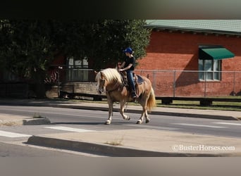 Haflinger / Avelignese, Giumenta, 8 Anni, 142 cm, Sauro scuro