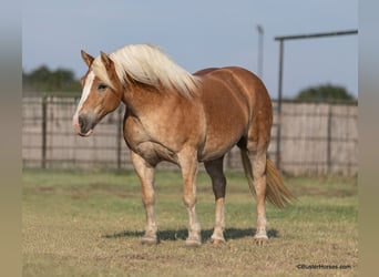 Haflinger / Avelignese, Giumenta, 8 Anni, 142 cm, Sauro scuro