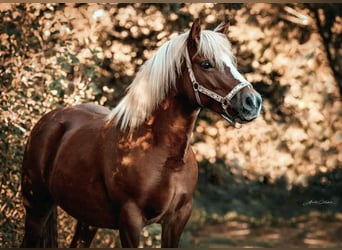 Haflinger / Avelignese Mix, Giumenta, 8 Anni, 147 cm, Sauro