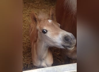 Haflinger / Avelignese, Giumenta, 8 Anni, 148 cm, Sauro