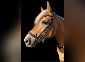 Haflinger / Avelignese, Giumenta, 8 Anni, 148 cm, Sauro