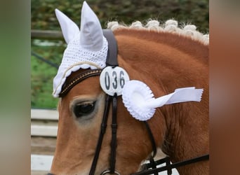 Haflinger / Avelignese, Giumenta, 8 Anni, 148 cm, Sauro