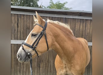 Haflinger / Avelignese, Giumenta, 8 Anni, 148 cm, Sauro