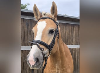 Haflinger / Avelignese, Giumenta, 8 Anni, 148 cm, Sauro